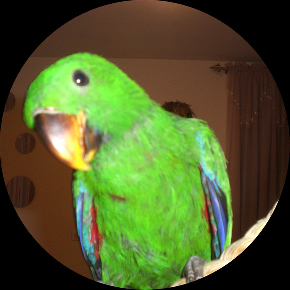 kiwilolanoli